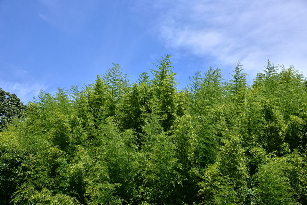 竹の町、生駒高山町