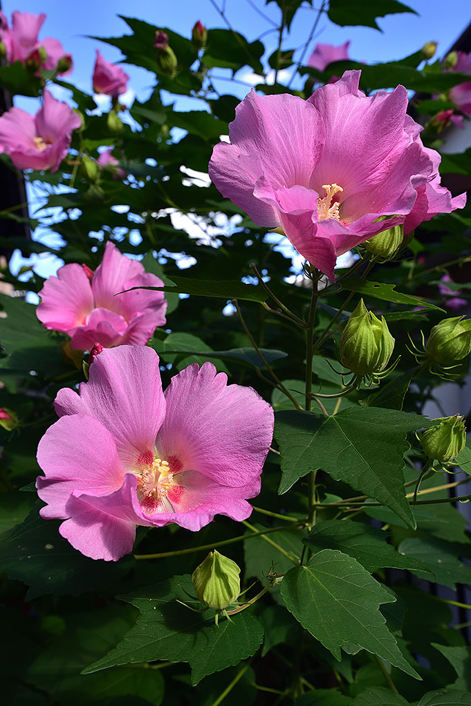 芙蓉