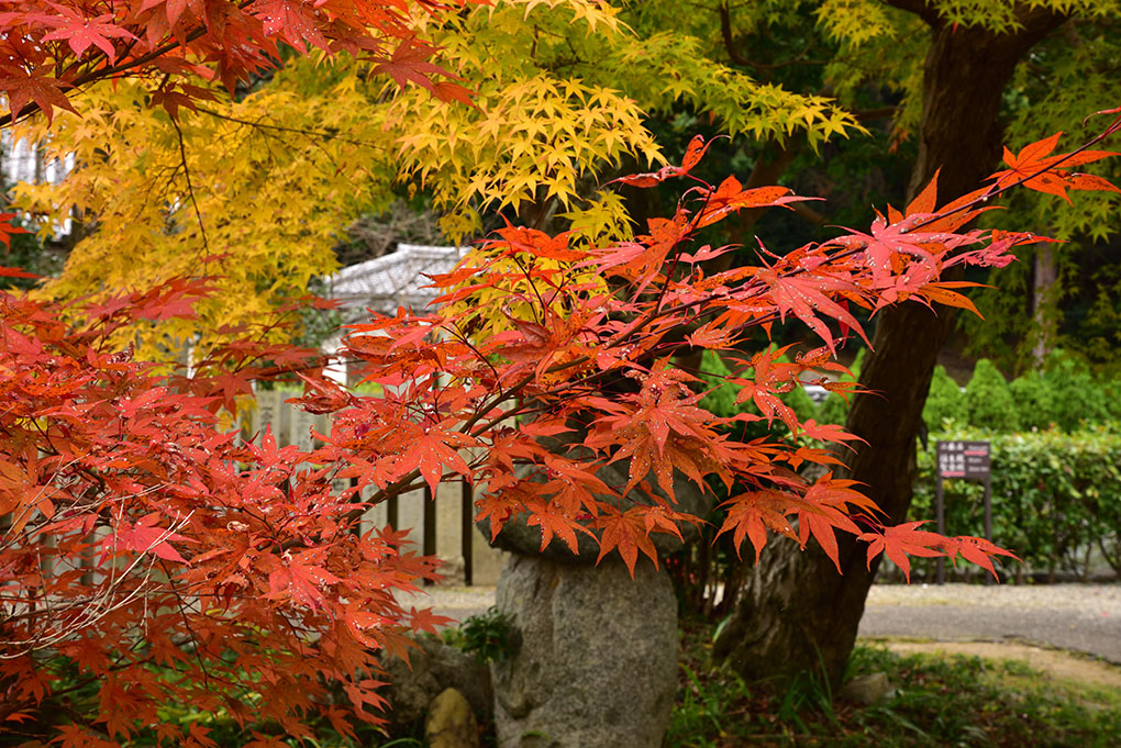 橘寺の秋