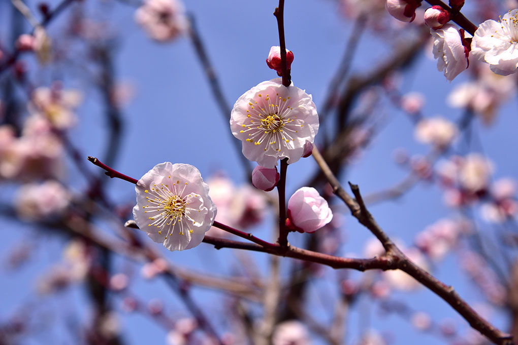天満宮の梅の花