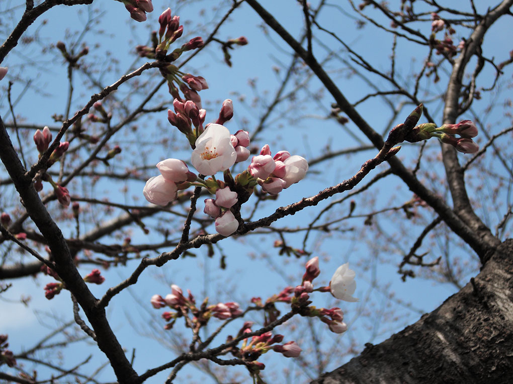 桜咲く