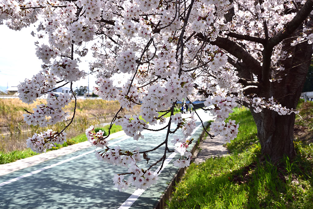 富雄川の桜