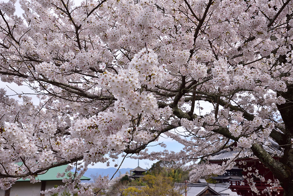當麻寺奥院
