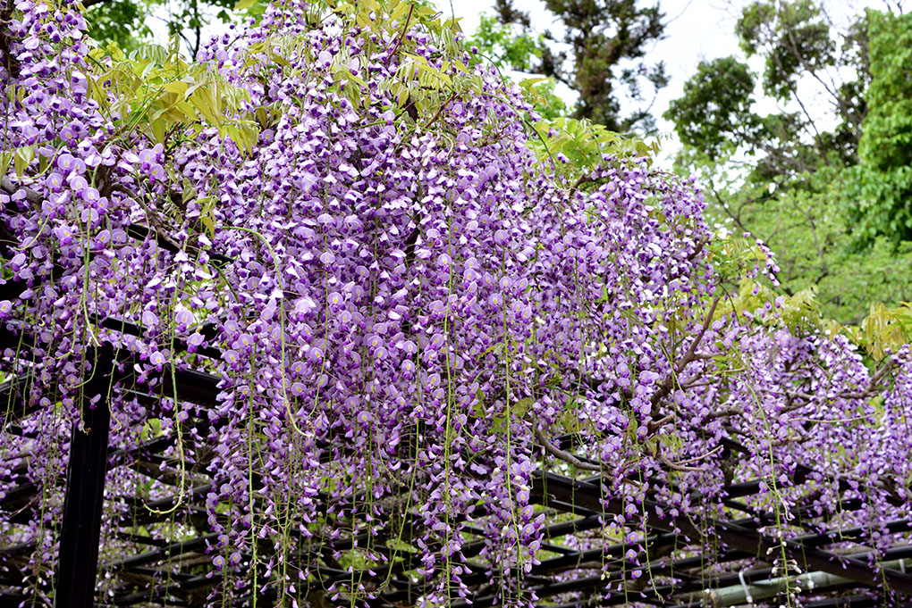 西大寺の藤棚