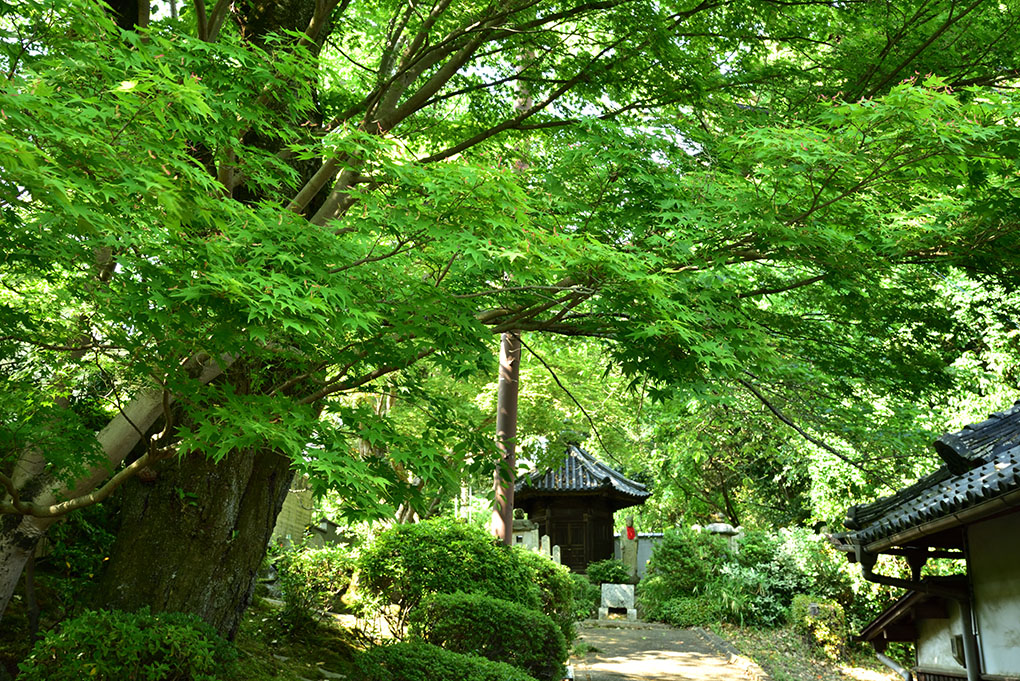 風薫る當麻寺