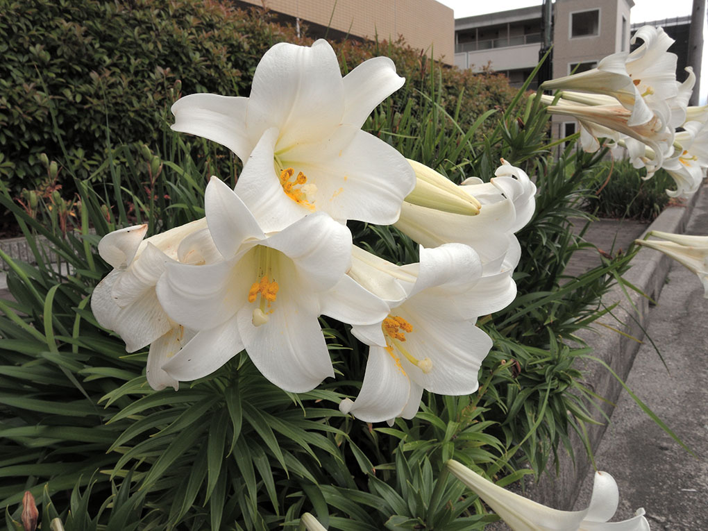 白百合