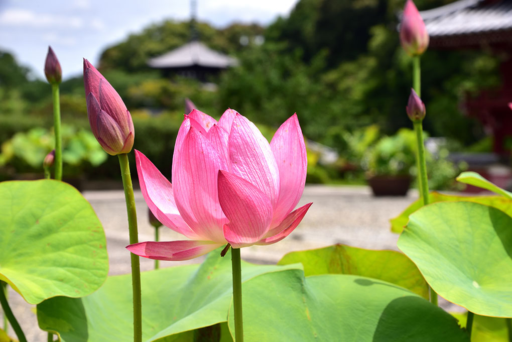 花のお寺