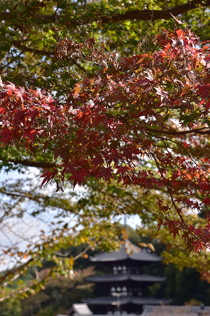 十月桜
