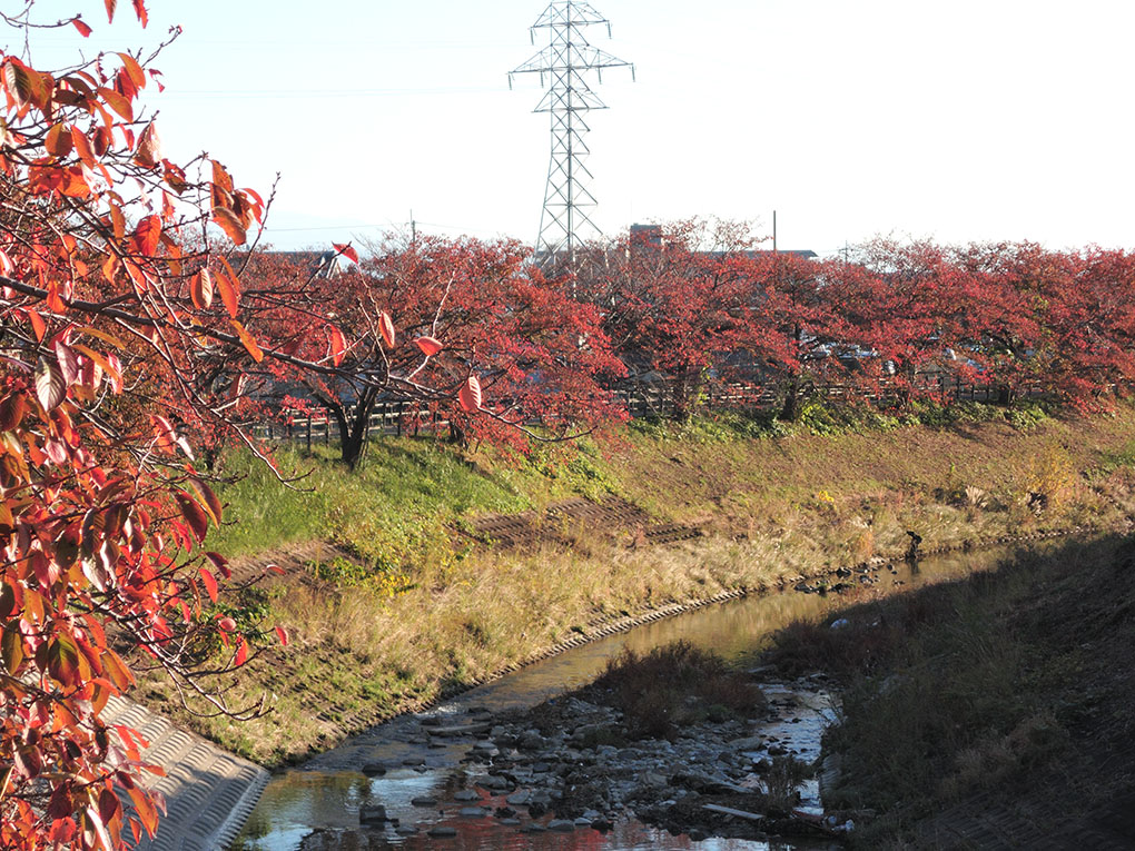 秋篠川の桜並木