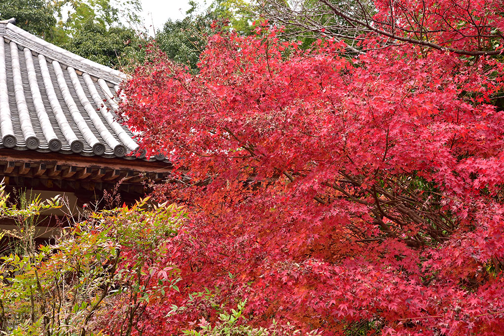 不退寺