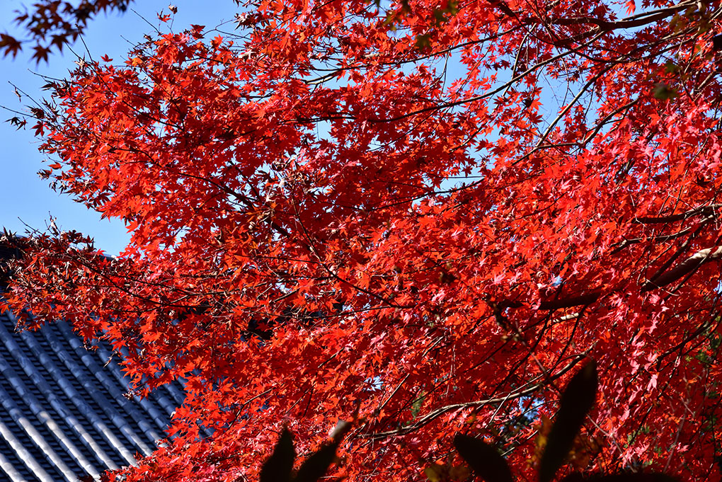 明日香村の紅葉名所