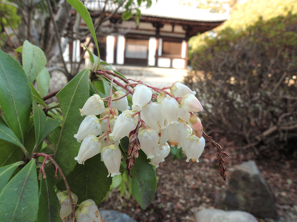 秋篠寺