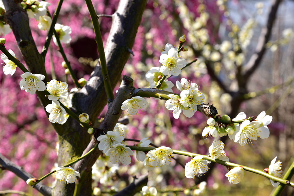 明日香村の梅の花