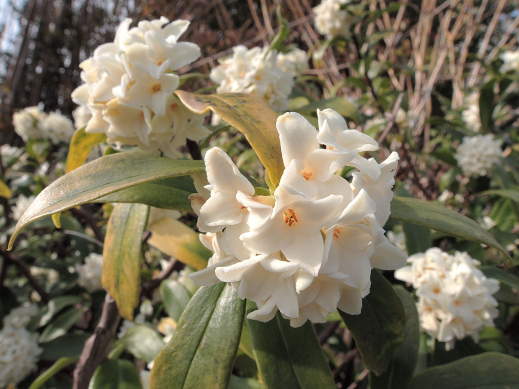 花香る