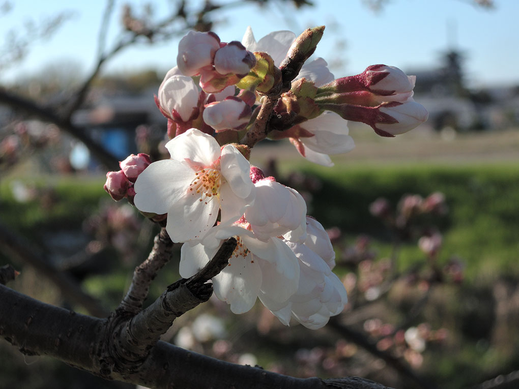 いつもの桜