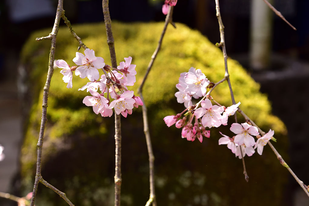 尋源桜