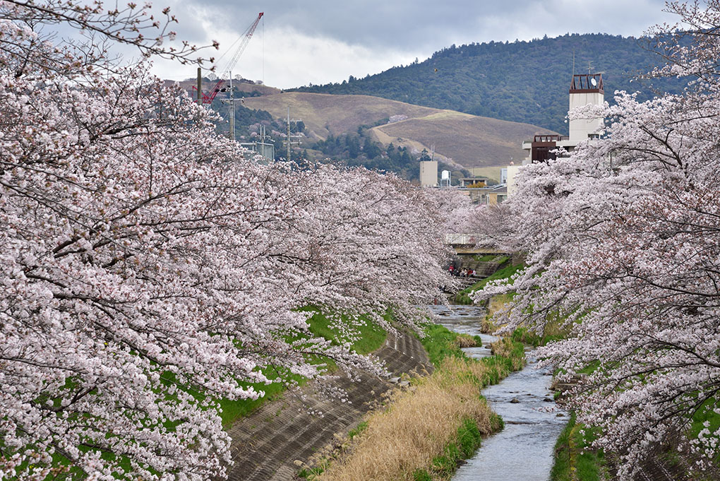 佐保川の桜並木