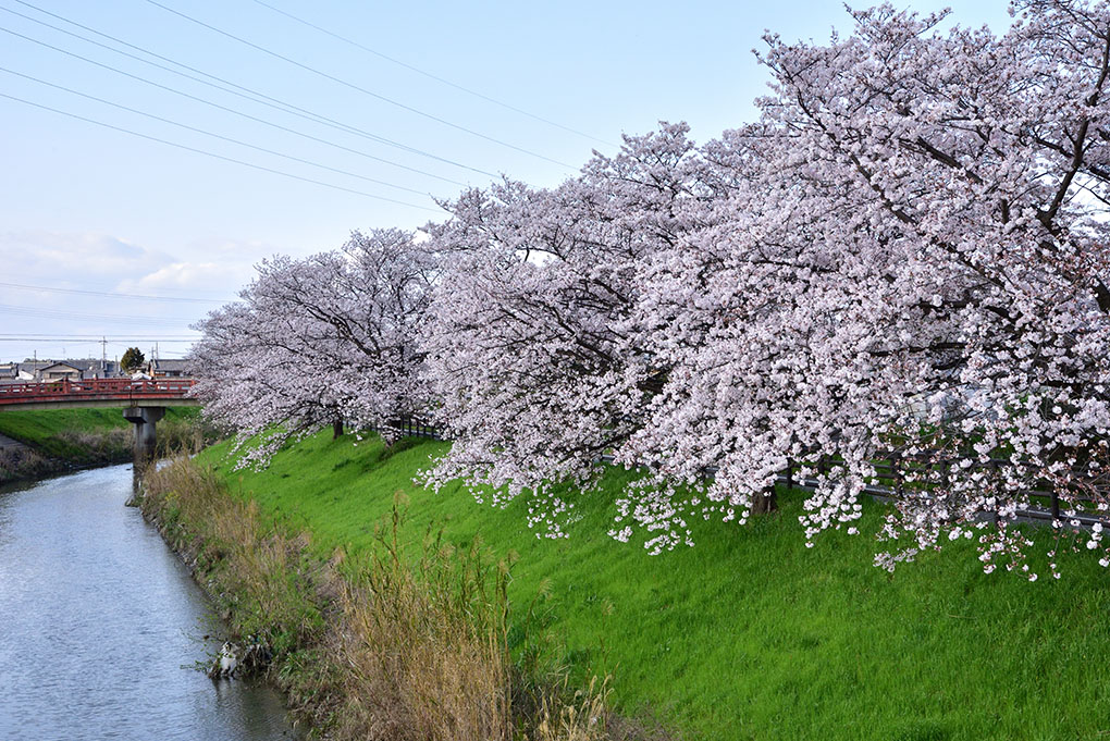いつもの桜、満開