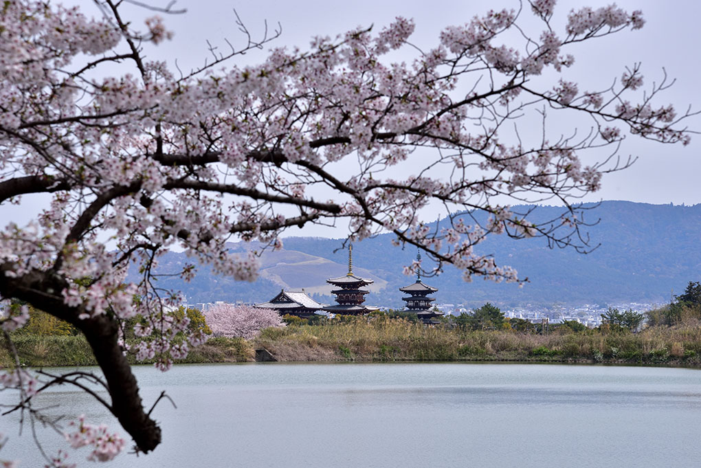 薬師寺と桜
