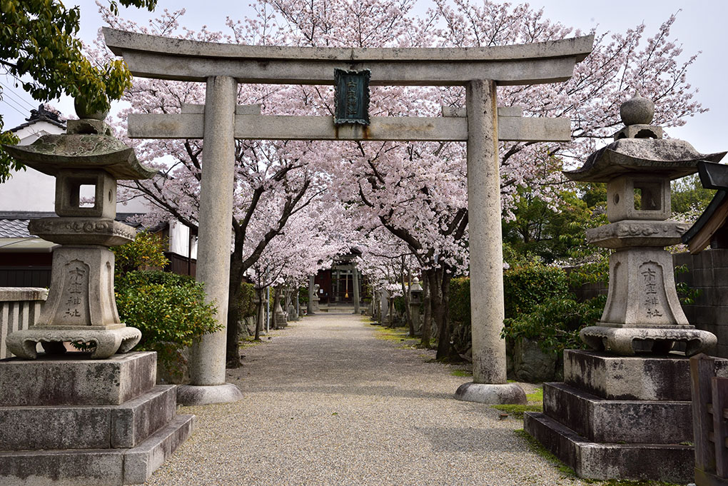 神社の桜