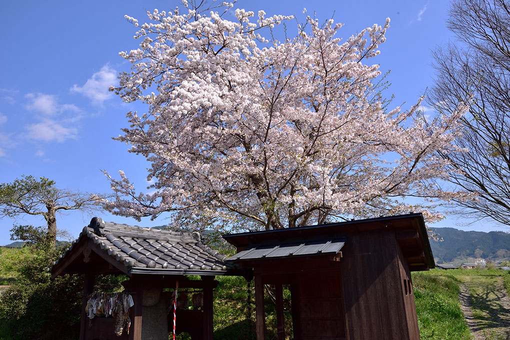 明日香村の桜名所