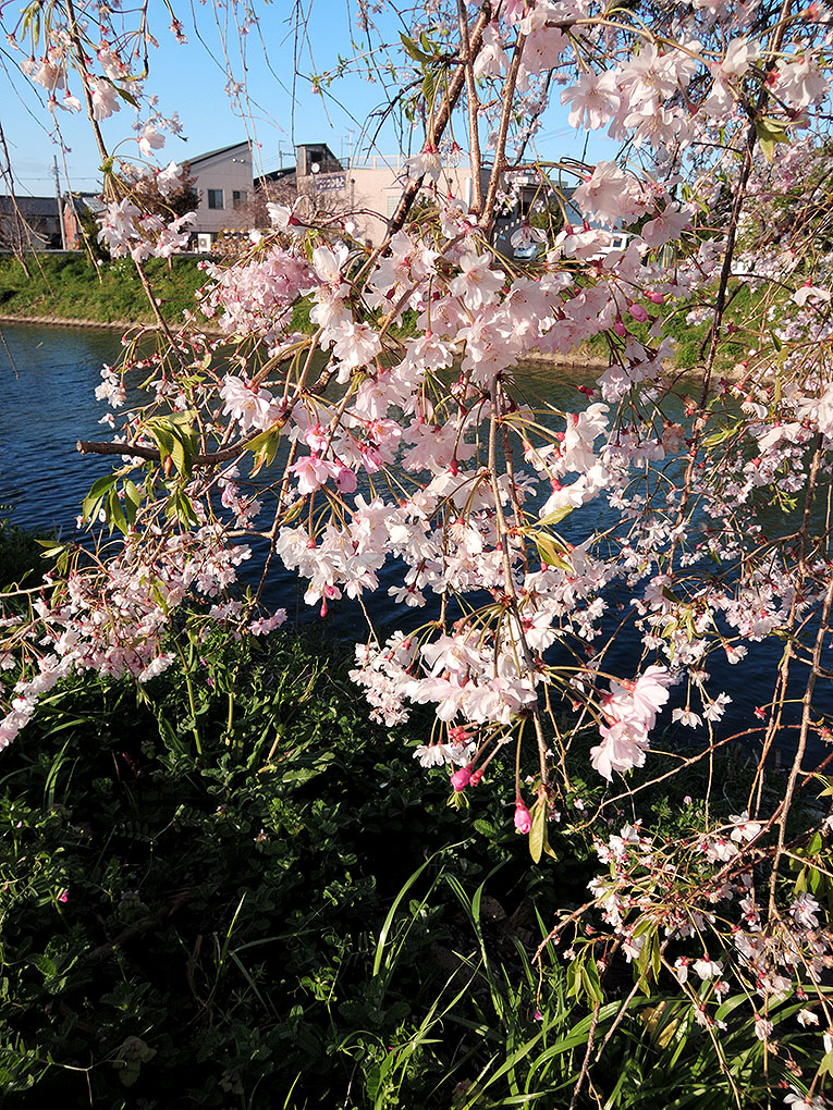 まだまだ桜