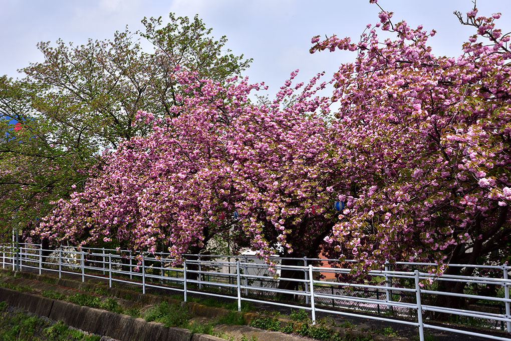 桜咲く