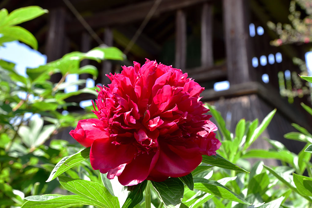 立てば芍薬、座れば牡丹