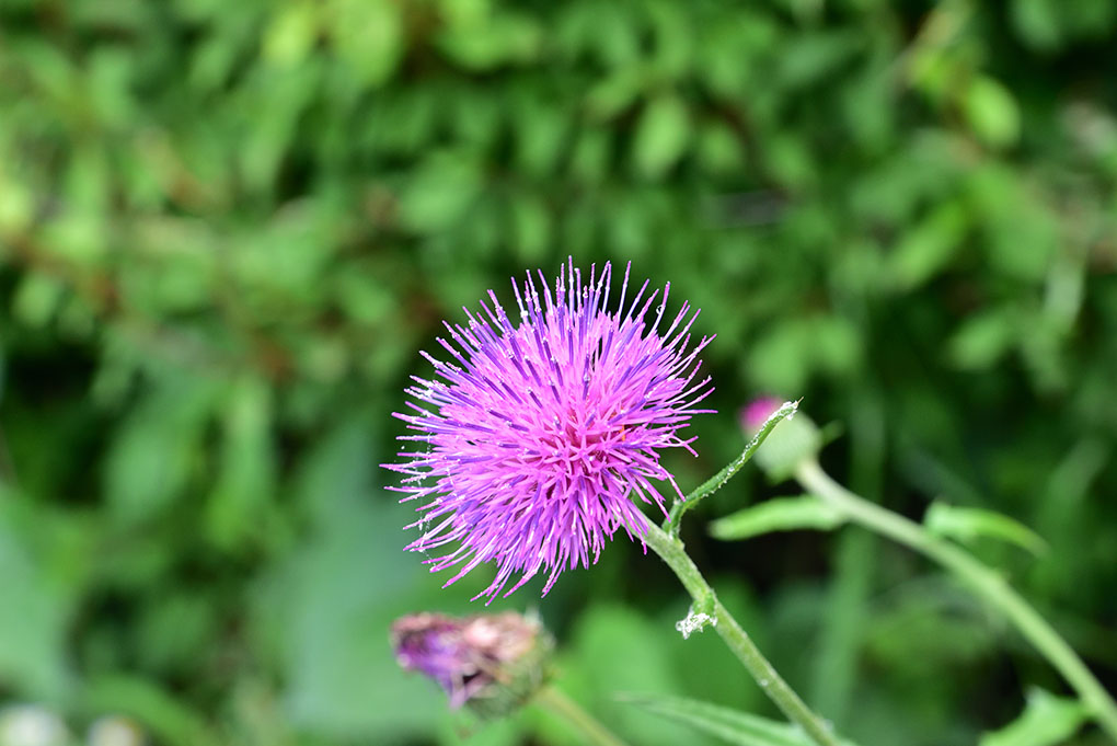 ウィスキーの花