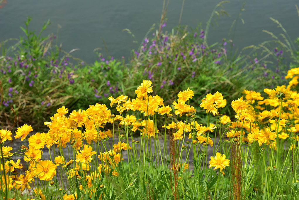 夏の花
