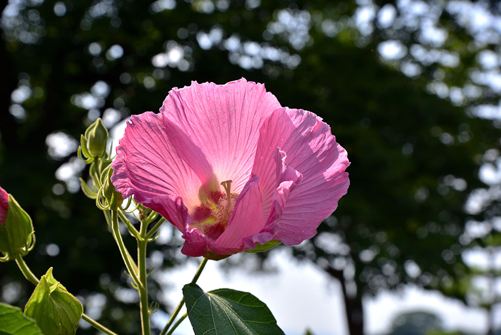 芙蓉のお寺