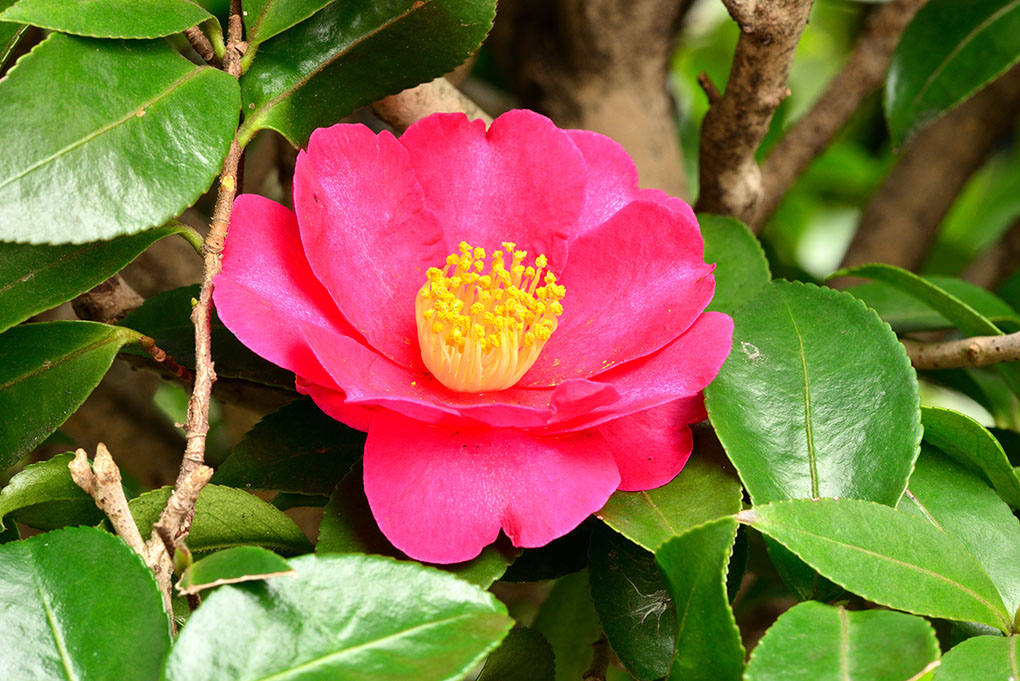 山茶花咲く庭