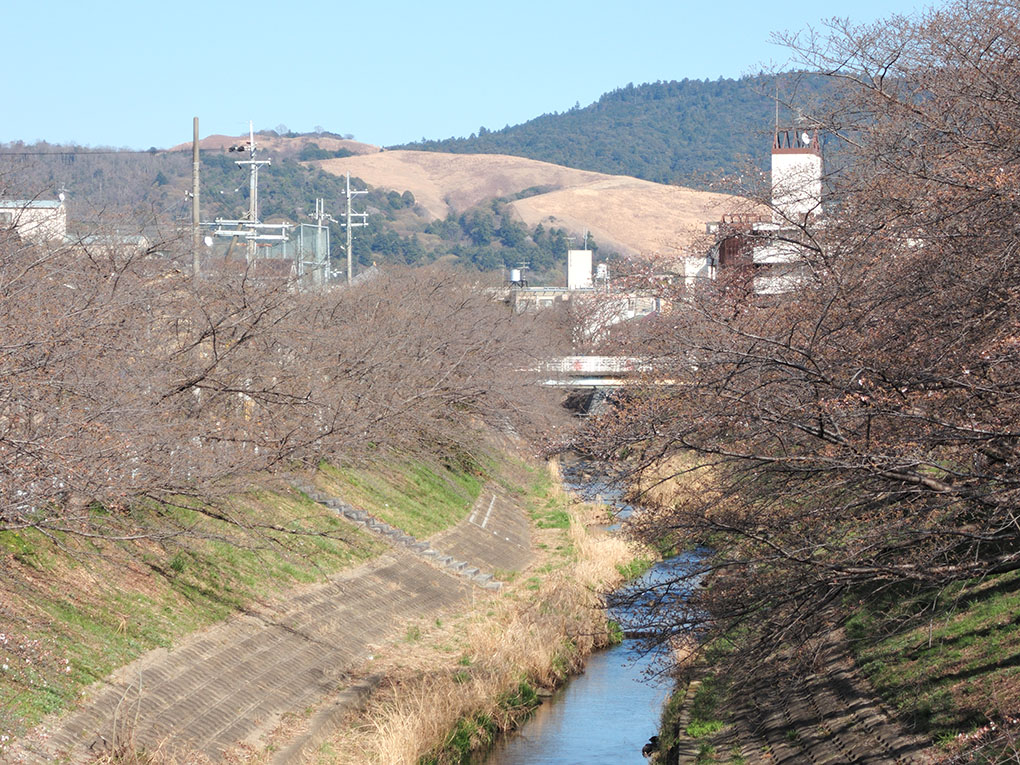 佐保川も開花