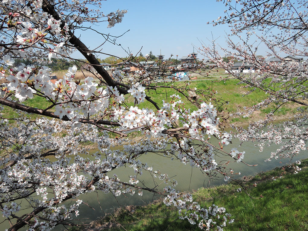 桜の川