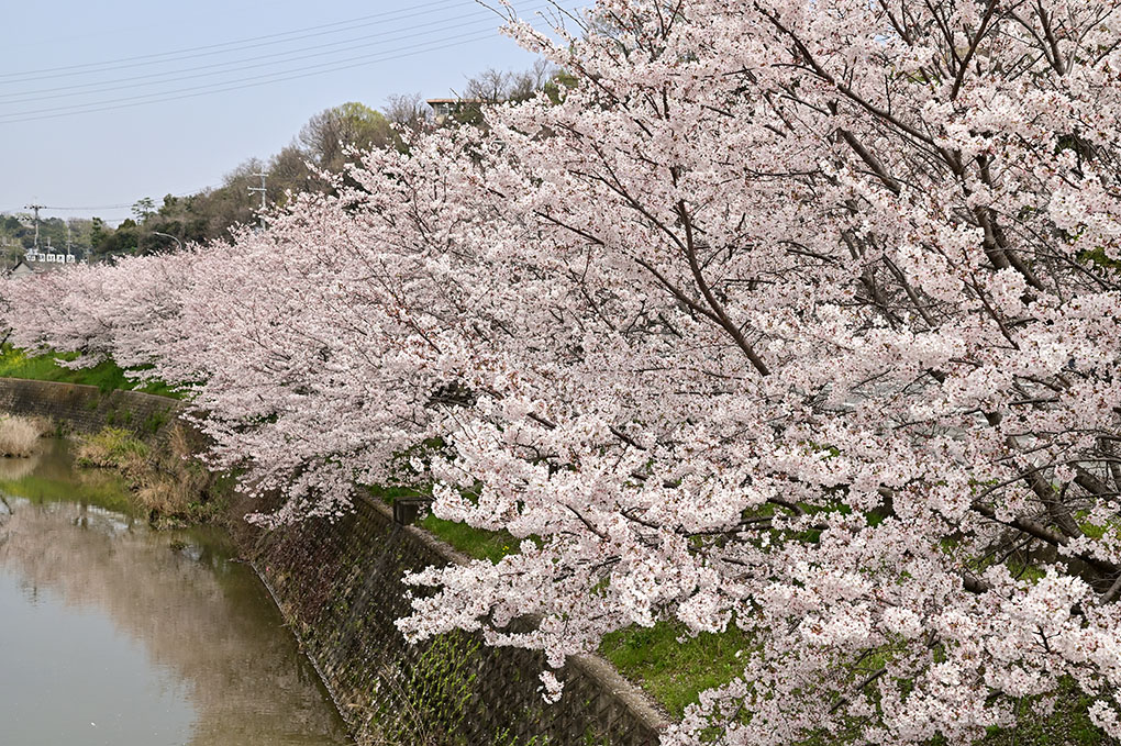富雄川でお花見