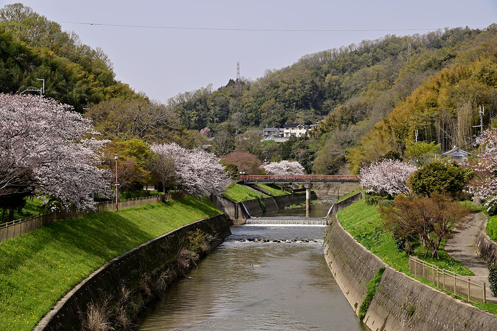 三室の山の桜花