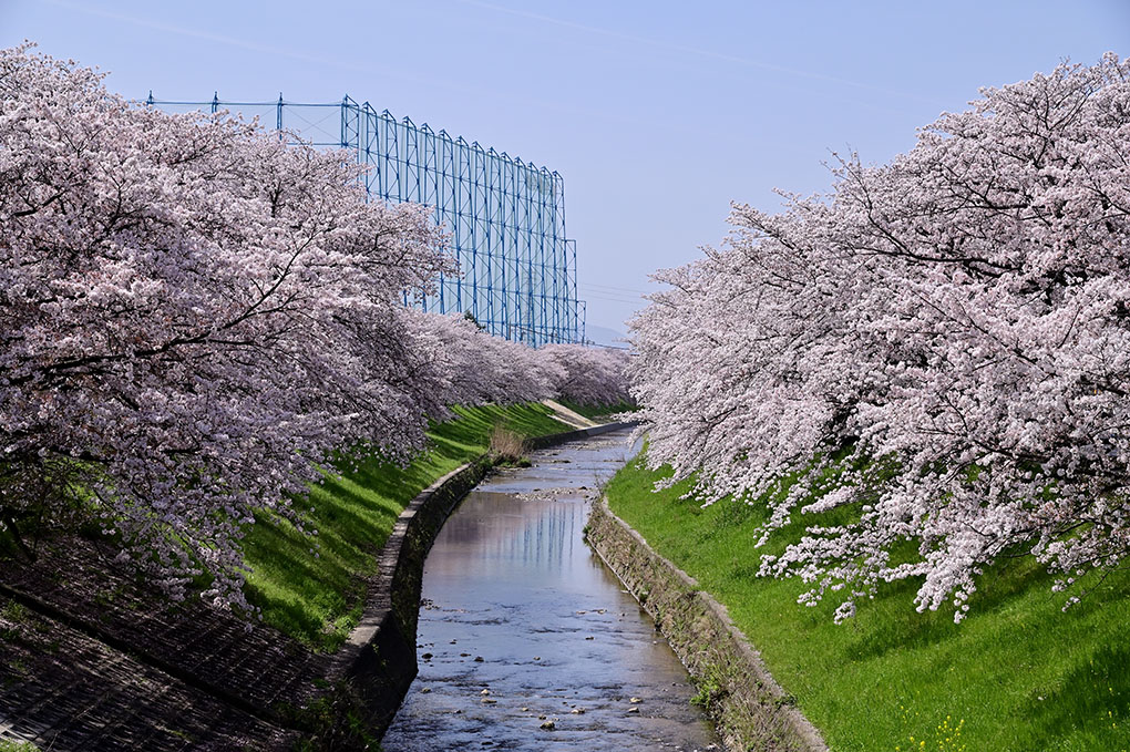 桜満開