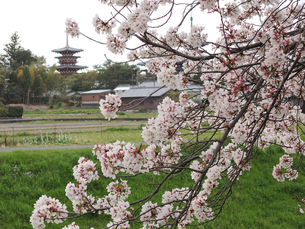 桜舞う