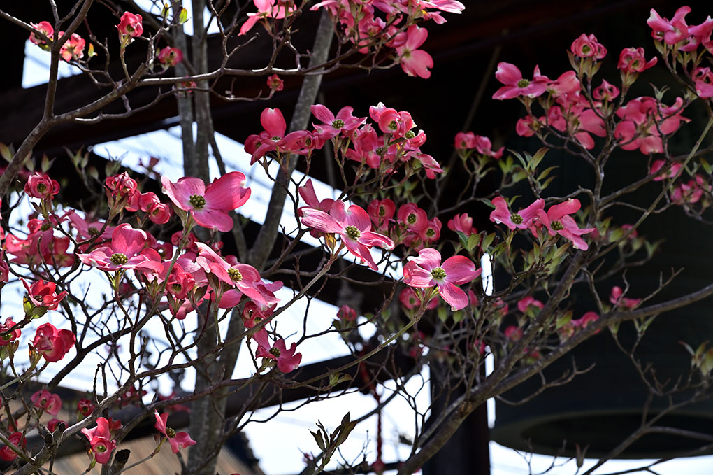 子安山の花水木