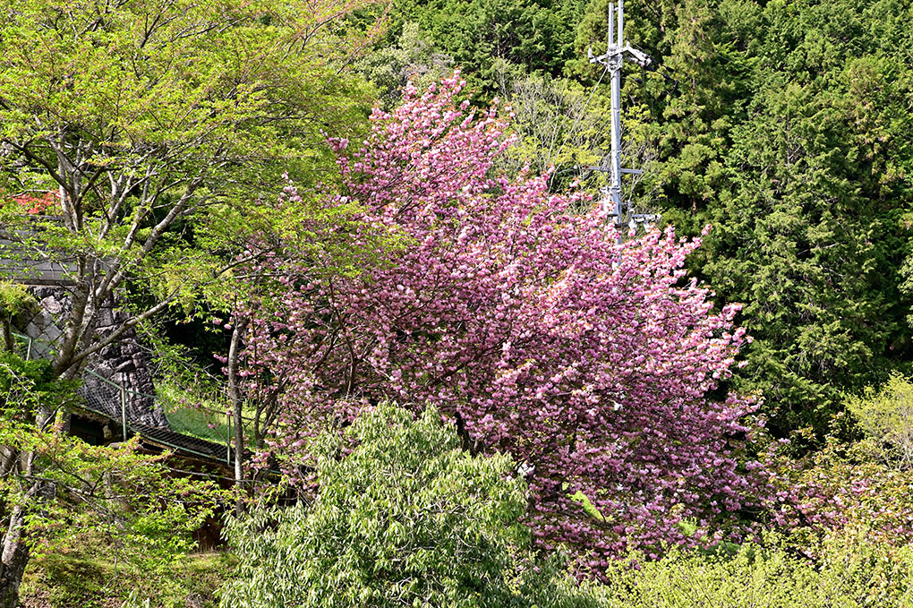 山越えと八重桜