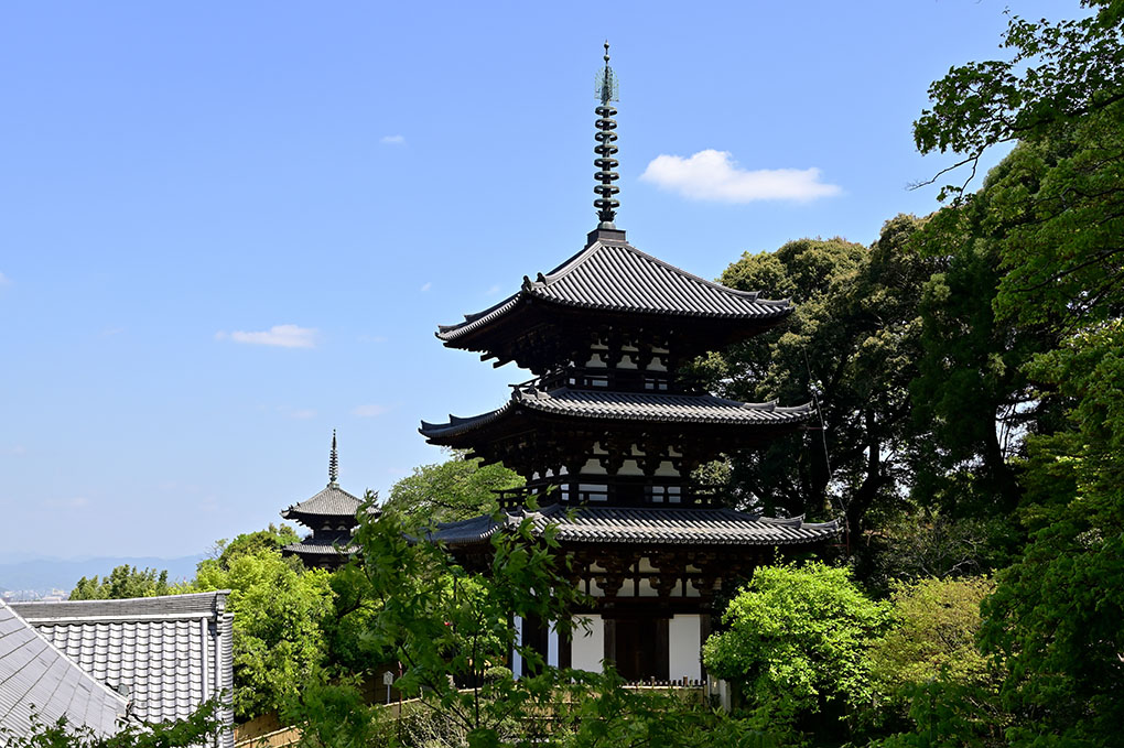 牡丹と石楠花
