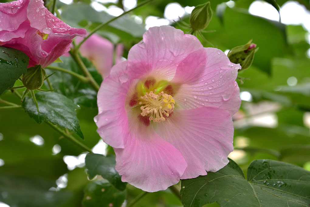 芙蓉の季節って・・・