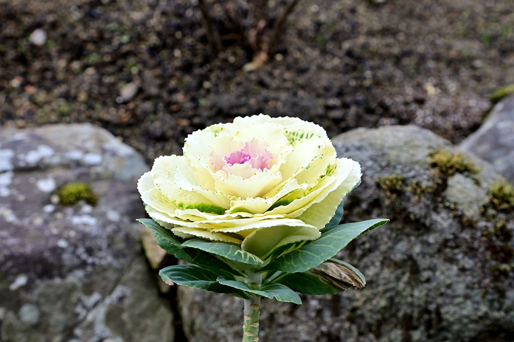 花が無い・・・