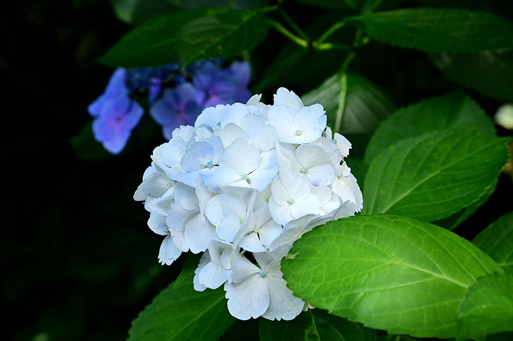 紫陽花の庭
