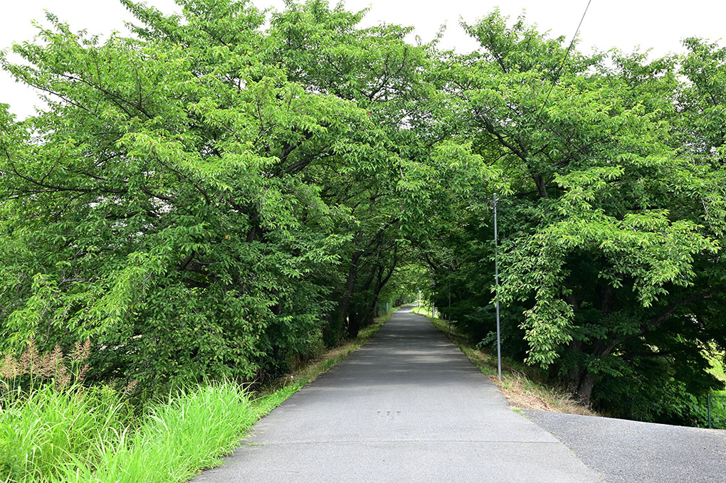 梅雨と自転車