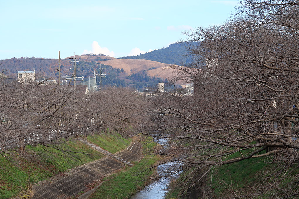 佐保川の紅葉