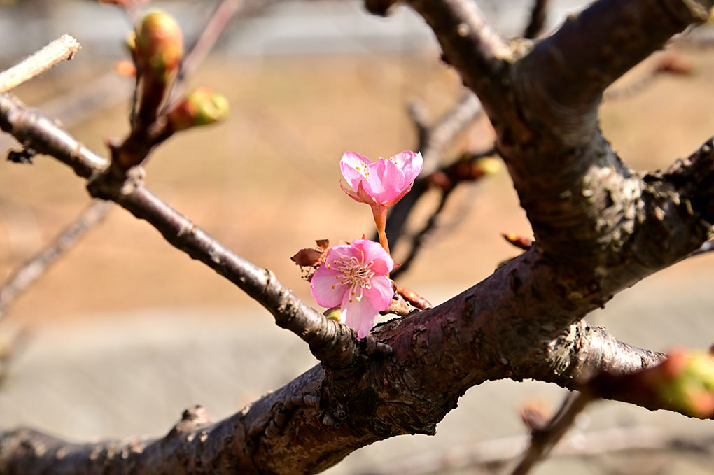 明日香村で春の花を探す