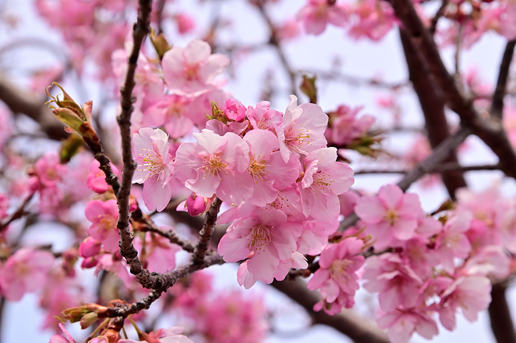 最初のお花見