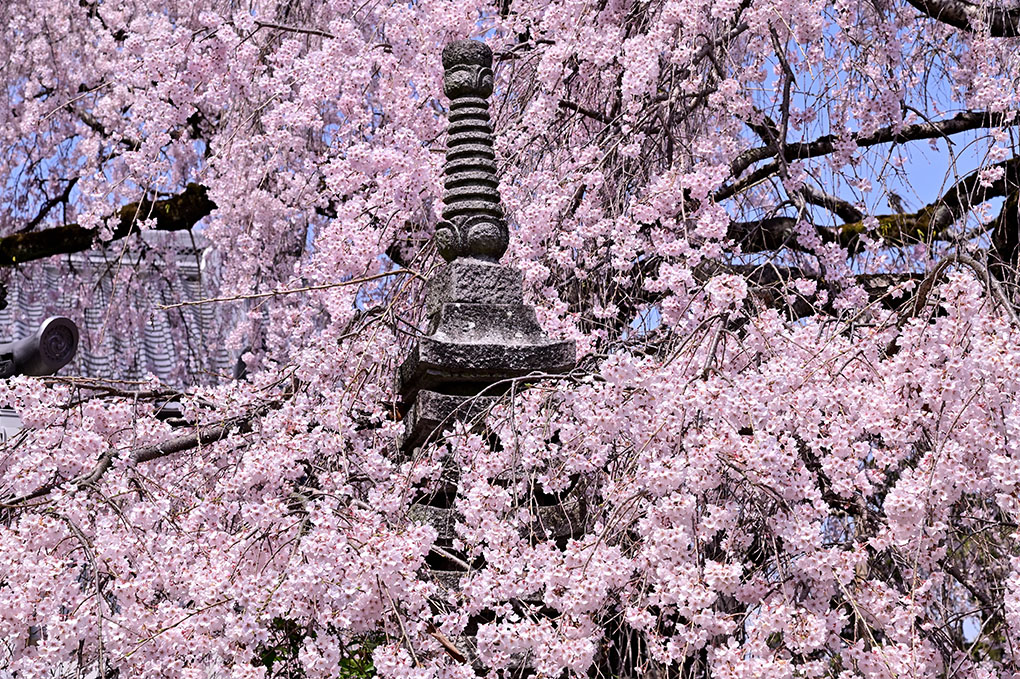 葛城の銘桜
