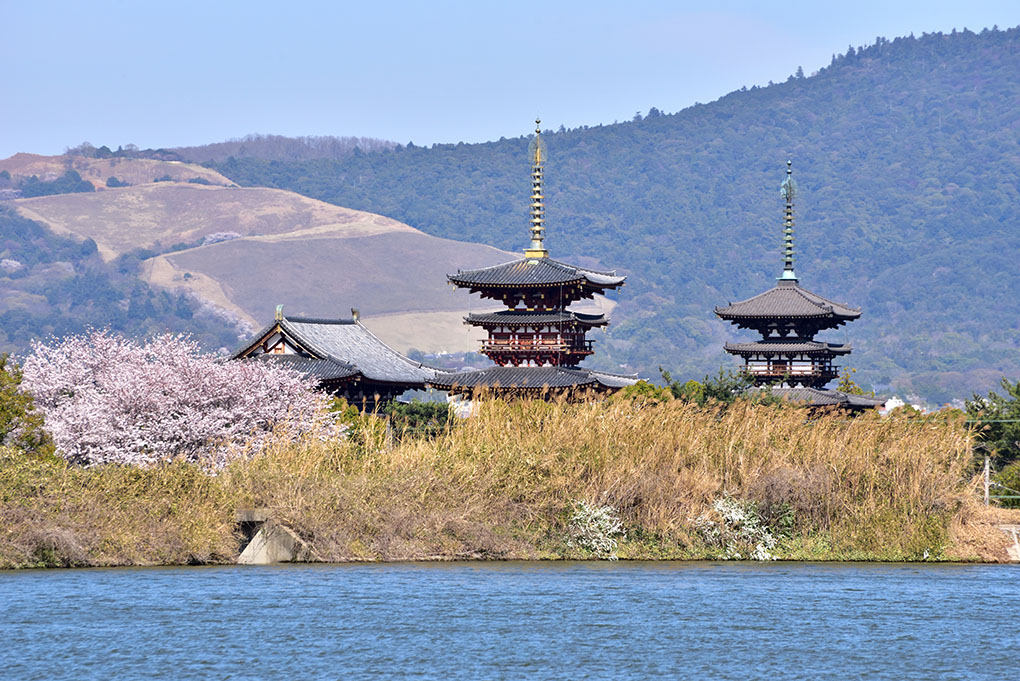 薬師寺と桜